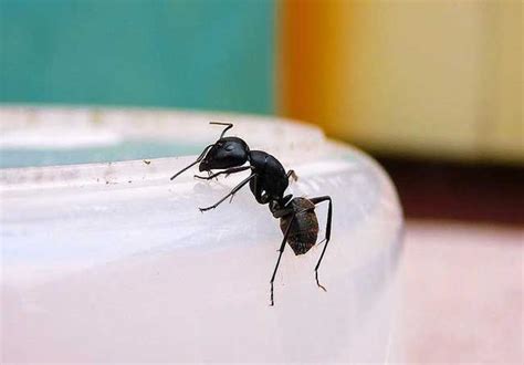丁字床風水 房間出現很多螞蟻
